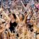 Indie Music festivals