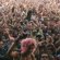 Outdoor Music festivals