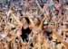 Indie Music festivals